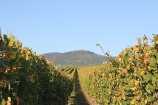 株式会社モトックスのプレスリリース画像2