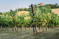 株式会社モトックスのプレスリリース画像3