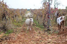 株式会社モトックスのプレスリリース画像5