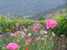 株式会社モトックスのプレスリリース画像3