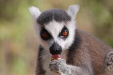 マナトゥディ基金のプレスリリース画像1