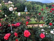 河津町地域おこし協力隊のプレスリリース画像1