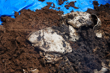 株式会社折兼のプレスリリース画像4