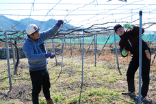 勝沼ワイナリーズクラブのプレスリリース画像2