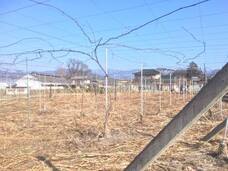 勝沼ワイナリーズクラブのプレスリリース画像1