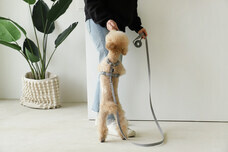 Neros株式会社のプレスリリース画像1