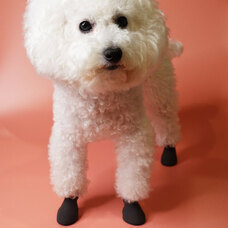 犬の靴屋さんDogSoxxのプレスリリース画像4