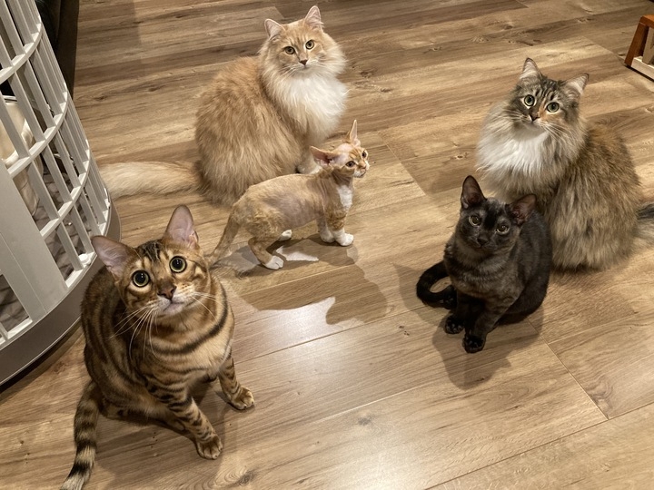 新型コロナウイルスなんかに負けない 猫アレルギーの出にくい猫カフェ Catshouseねこや 猫さんたちの家を守るためにクラウドファンディングを始めます ねこや合同会社のプレスリリース 新型コロナウイルスなんかに負けない 猫アレルギーの出にくい猫カフェ Catshouseねこや 猫さんたちの家を守るためにクラウドファンディングを始めます ねこや合同会社のプレスリリース