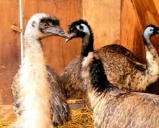 Green egg farmのプレスリリース画像1