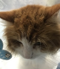 相田　あこのプレスリリース画像3