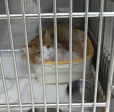 相田　あこのプレスリリース画像4