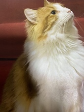 相田　あこのプレスリリース画像2