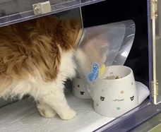 相田　あこのプレスリリース画像1