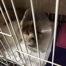 相田　あこのプレスリリース画像6