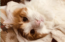 相田　あこのプレスリリース画像5