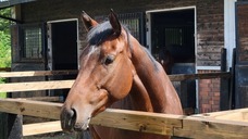 株式会社　馬事学院のプレスリリース画像4