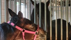 株式会社　馬事学院のプレスリリース画像10