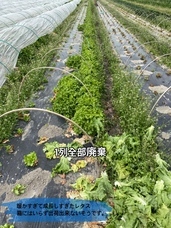 たこやき大王のプレスリリース画像2