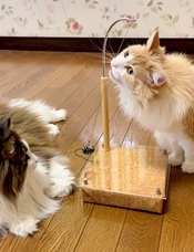 株式会社ねこ工房のプレスリリース画像8