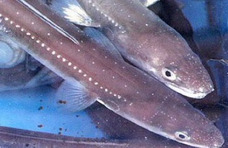 マーケティングセバスチャン株式会社のプレスリリース画像3