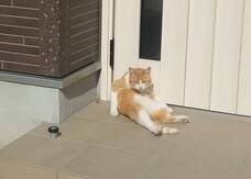 どらにゃんクリニックのプレスリリース画像1