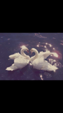 株式会社フェリーチェのプレスリリース画像1