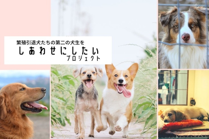 繁殖引退犬たちの 第二の犬生をしあわせにしたい プロジェクトの クラウドファンディングを5月14日より開始しました Croproのプレスリリース 繁殖引退犬たちの 第二の犬生をしあわせにしたい プロジェクトの クラウドファンディングを5月14日より開始しました Croproのプレスリリース