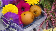 花工房Field canvasのプレスリリース画像2