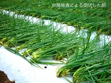 こと京都株式会社のプレスリリース画像6