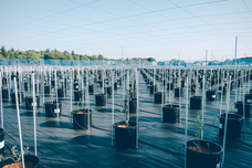 アオニサイファームのプレスリリース画像1