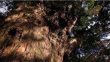 有限会社ヘレンチアのプレスリリース画像3