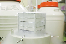 株式会社セルバンクのプレスリリース画像7