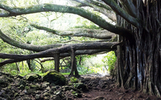 株式会社チコのプレスリリース画像1