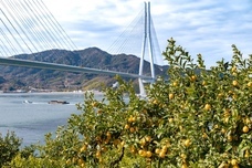 株式会社チコのプレスリリース画像3