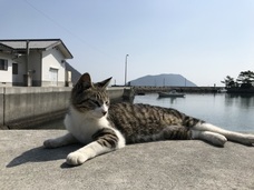 株式会社チコのプレスリリース画像6