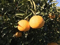 青木農園のプレスリリース画像2