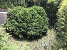 青木農園のプレスリリース画像3