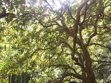 青木農園のプレスリリース画像5