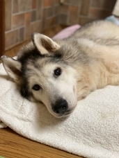 一般社団法人ケンの家のプレスリリース画像1