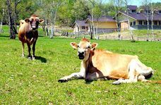 山之村牧場株式会社のプレスリリース画像1