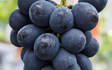 有限会社しまのプレスリリース画像1