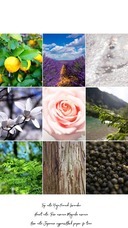 PARFUM SYMPHONIE のプレスリリース画像7