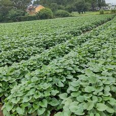 サードリングのプレスリリース画像2