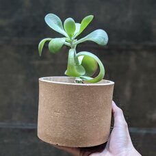 株式会社On-Coのプレスリリース画像2