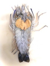 株式会社シナジーブリーディングのプレスリリース画像1