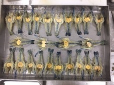 株式会社シナジーブリーディングのプレスリリース画像2