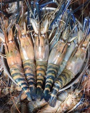 株式会社シナジーブリーディングのプレスリリース画像3