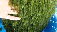 株式会社シナジーブリーディングのプレスリリース画像1