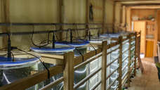 株式会社シナジーブリーディングのプレスリリース画像2