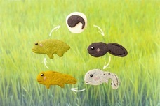 株式会社クリマロのプレスリリース画像4